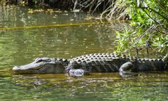 Koszmarny wypadek w brytyjskim zoo. 3-latek w wybiegu dla krokodyli