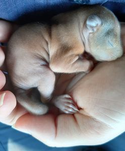 Warszawa. Znalazła malutkie zwierzątko. Myślała, że to szczenię