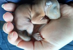 Warszawa. Znalazła malutkie zwierzątko. Myślała, że to szczenię