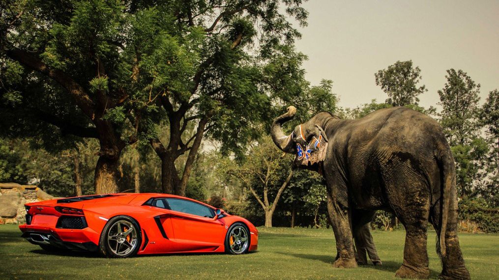 Lamborghini Aventador, felgi ADV.1 i słoń - niecodzienna sesja zdjęciowa [galeria] 1