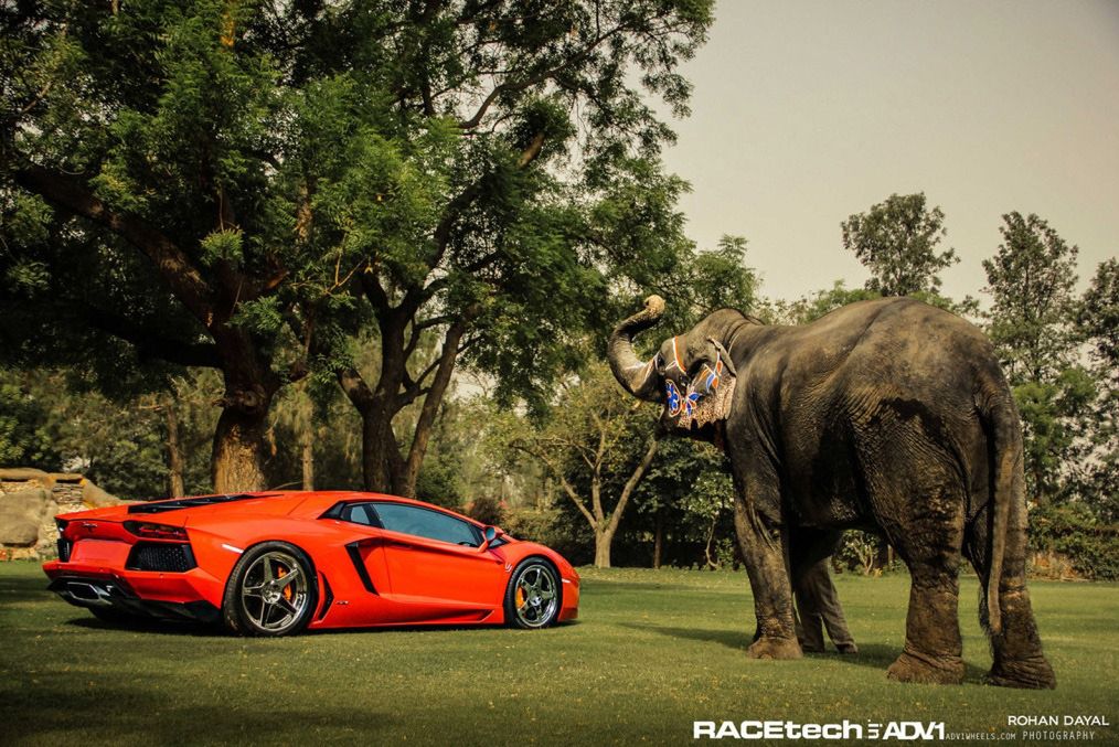 Lamborghini Aventador, felgi ADV.1 i słoń - niecodzienna sesja zdjęciowa [galeria]