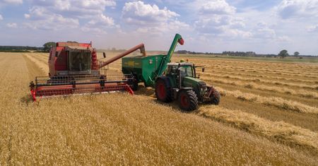 Żniwa kukurydzy w pełni. Tyle realnie kosztuje kombajn z operatorem