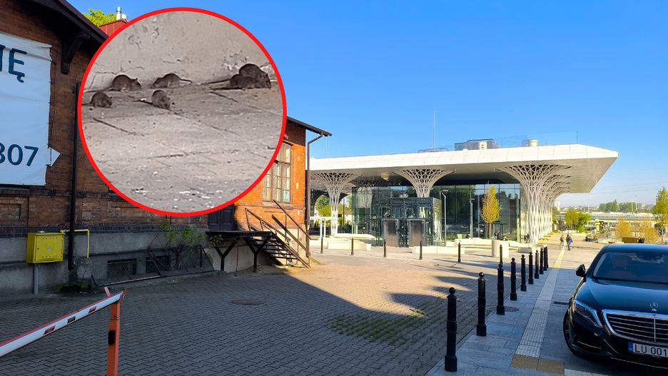 Szczury skolonizowały budynek obok reprezentacyjnego Dworca Lublin