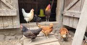 Podlasie: Ogromna inwestycja, która ma wesprzeć rolnika i producenta
