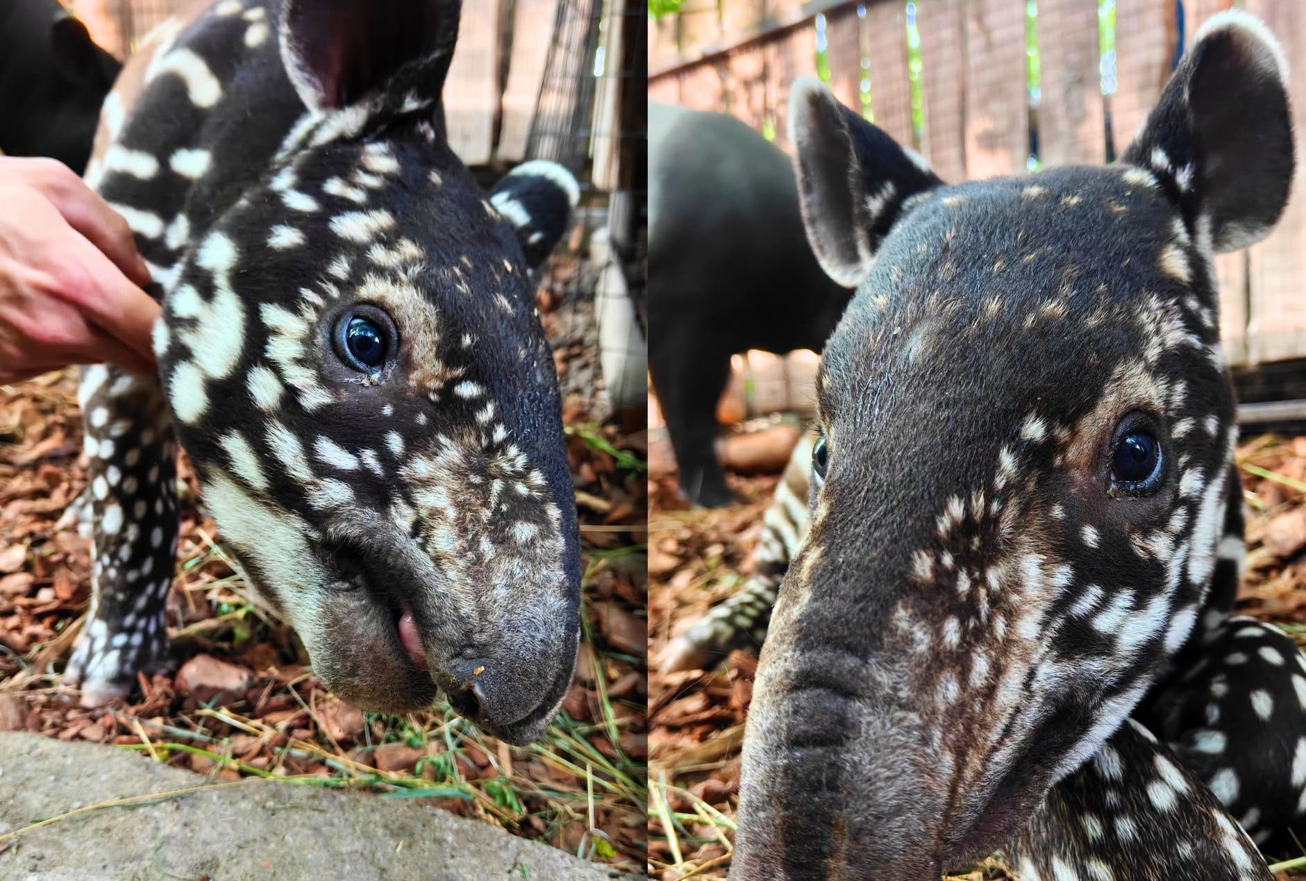 Pierwszy tapir malajski w Polsce. Trudno oderwać wzrok od tego malucha