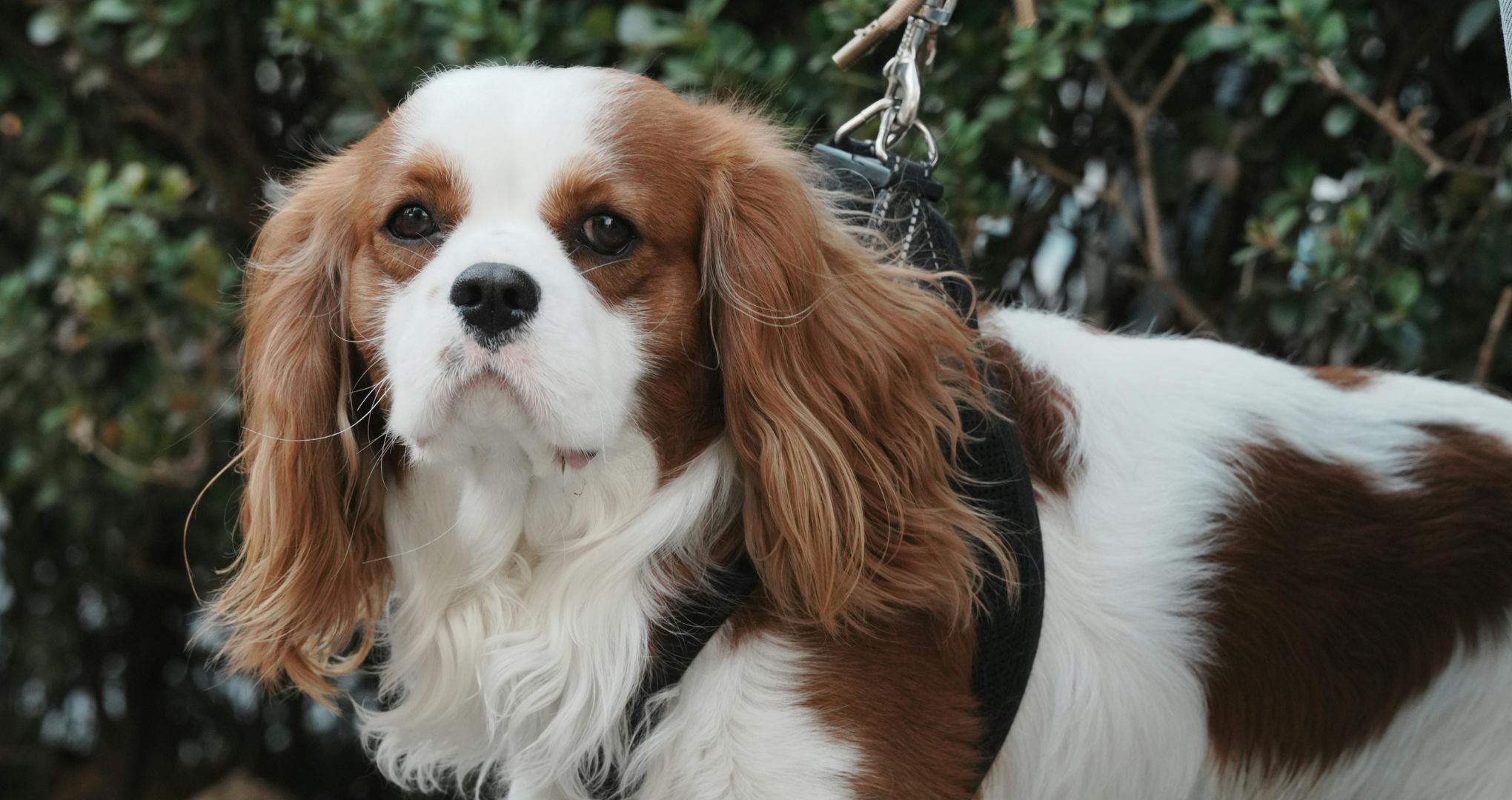 Cavalier king charles, łagodny pies, który lubi współpracę 