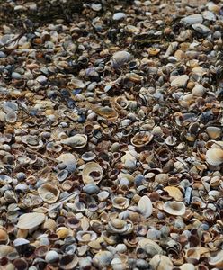 Muszle małży masowo wyrzucane na polskie plaże. Co to oznacza?