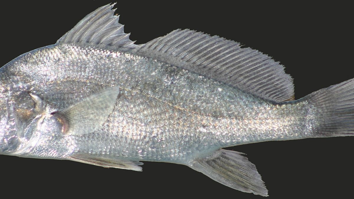 Surowy freshwater drum