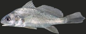 Surowy freshwater drum