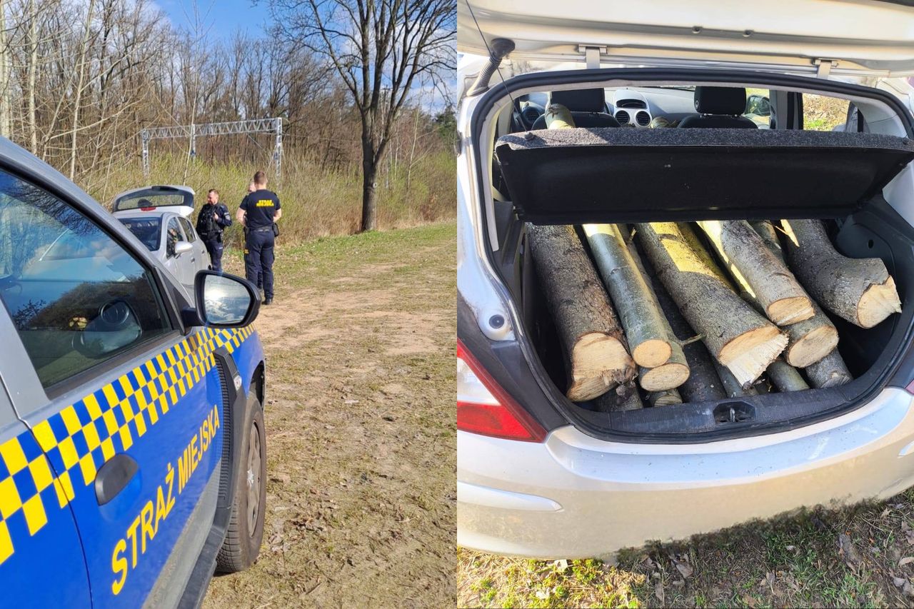 Kradł drewno w lesie. Wpadł na gorącym uczynku