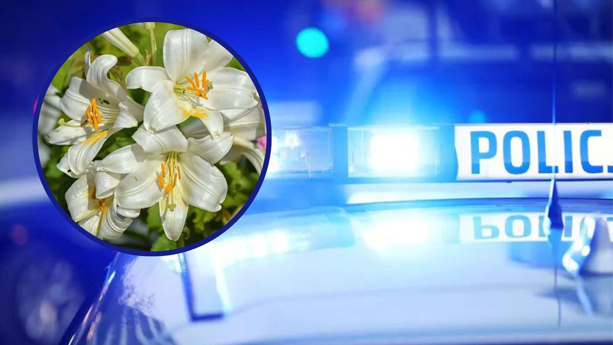 Damian został skatowany przed dyskoteką. Jego grób tonie w białych kwiatach