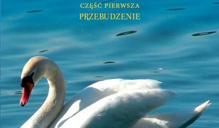 Seks w okupowanym mieście