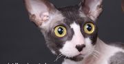 Koty rasy cornish rex – eleganckie i zabawne, ale nie dla każdego