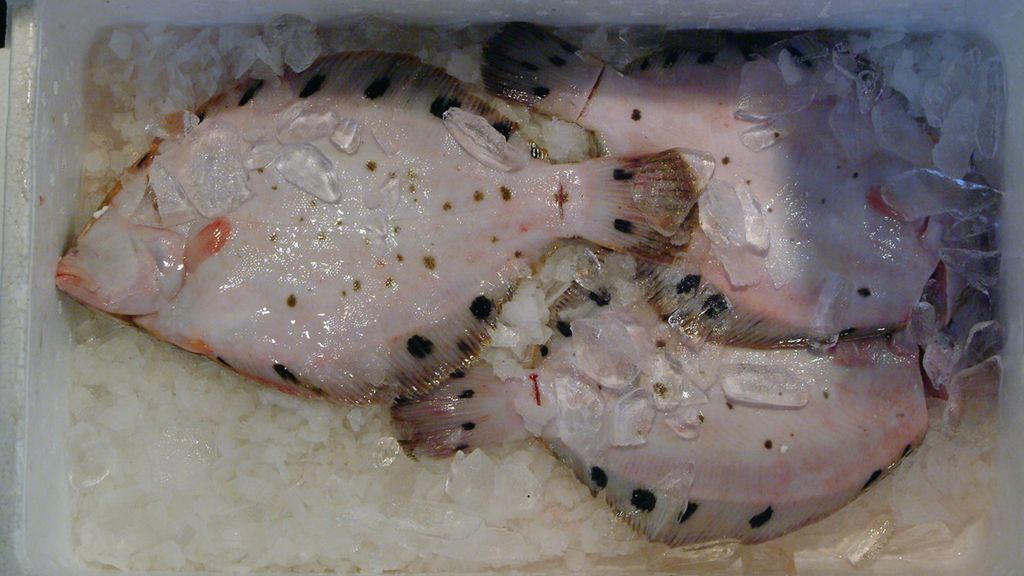 Flądra – wartości odżywcze, patroszenie, przepisy z flądrą