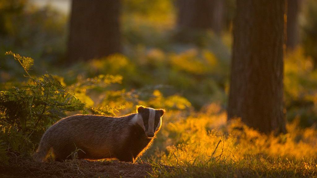 Prezentujmy Wam zwycięskie zdjęcia konkursu British Wildlife Photography Awards 2016 1