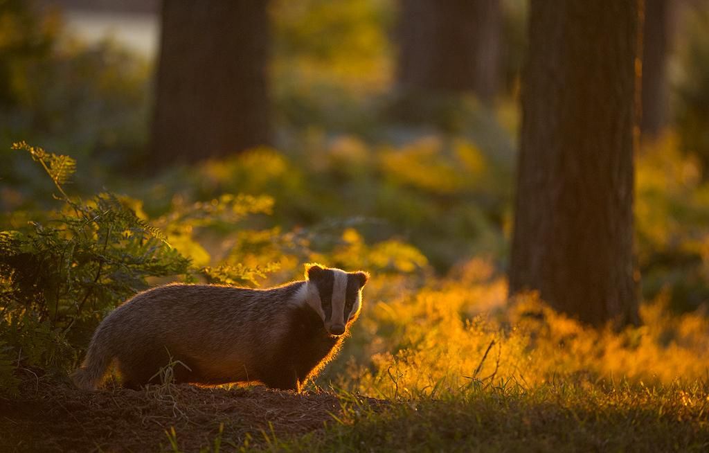 Prezentujmy Wam zwycięskie zdjęcia konkursu British Wildlife Photography Awards 2016 1