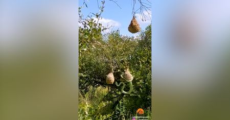 Atak węża. Przerażające wideo z Afryki