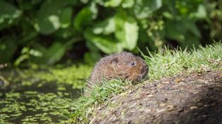 Nie krety, a te szkodniki potrafią zrujnować twój ogród w tydzień