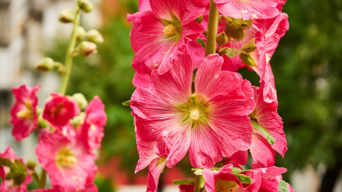 Malwa może kwitnąć przez całe lato