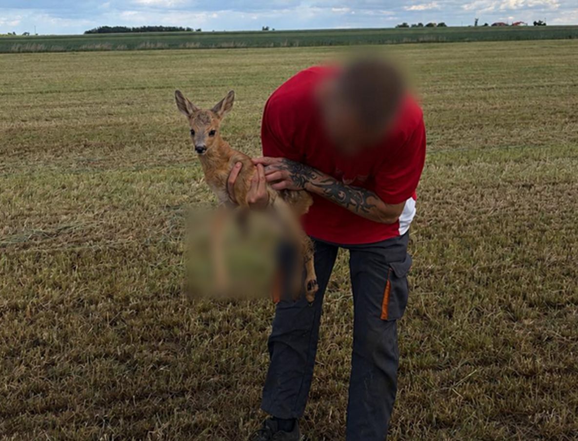 Tragiczny bilans sianokosów. Dramatyczny apel ośrodka rehabilitacji dzikich zwierząt