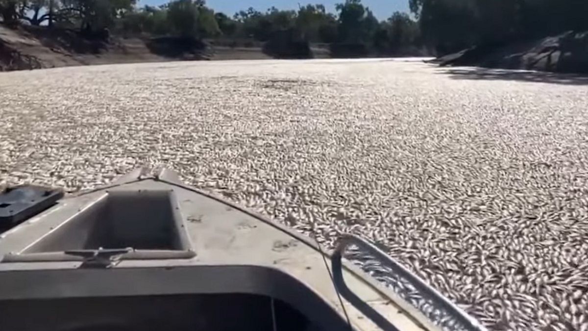 Szokujący widok w Australii. Miliony martwych ryb, przyczynami upał i powodzie