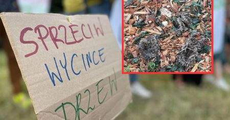 Kraków. Masakra czy mistyfikacja? Prezydent miasta: "Obrzydliwe"