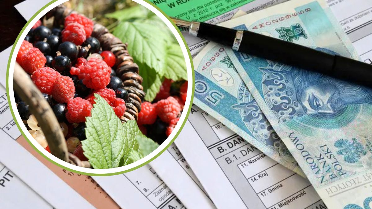 Czy zbierając owoce runa leśnego, jesteśmy zwolnieni z podatku dochodowego?