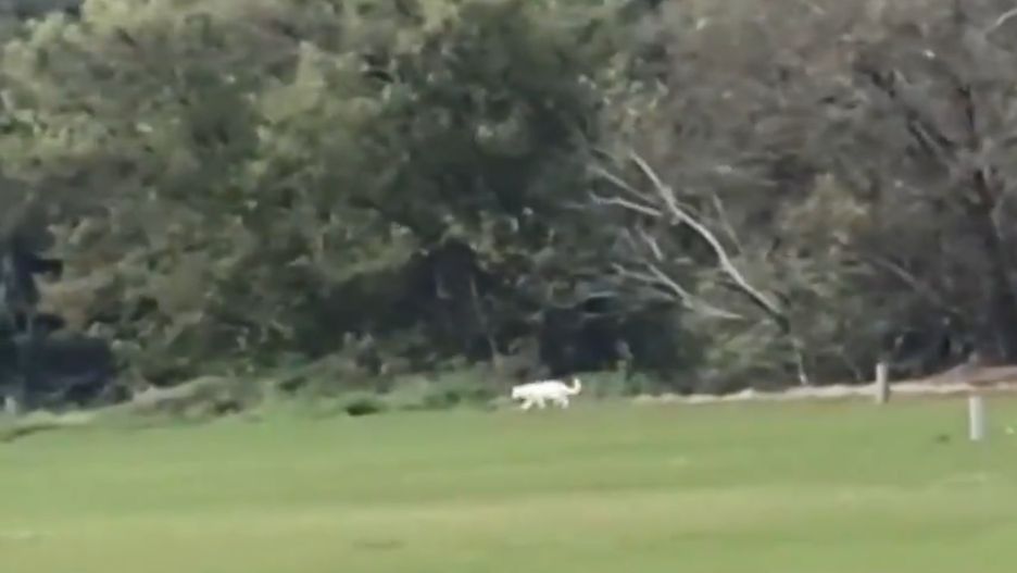 Zwierzę udało się nagrać 