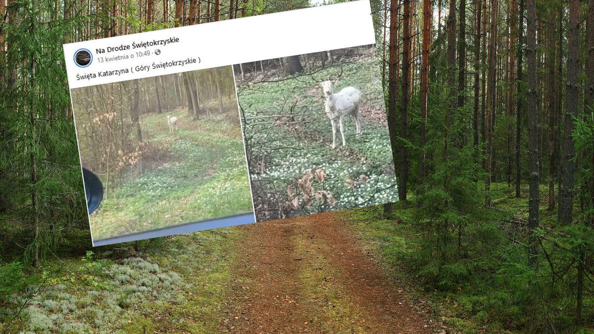 Biały jeleń widziany w woj. świętokrzyskim