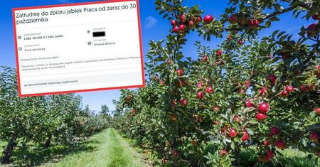 Ogłoszenie z Wielkopolski hitem. Płacą do 6 tys. zł, ale chętnych brakuje