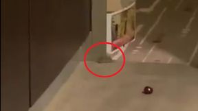 Australian Open: myszy w hotelu. Julia Putincewa dalej ma nieproszonych gości