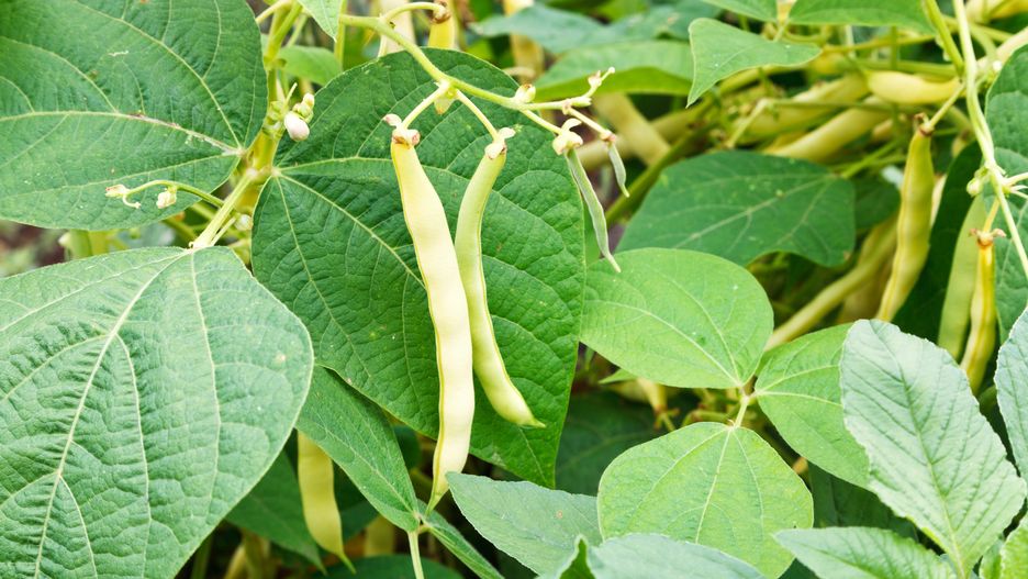 Fasolka szparagowa nie lubi szarpania