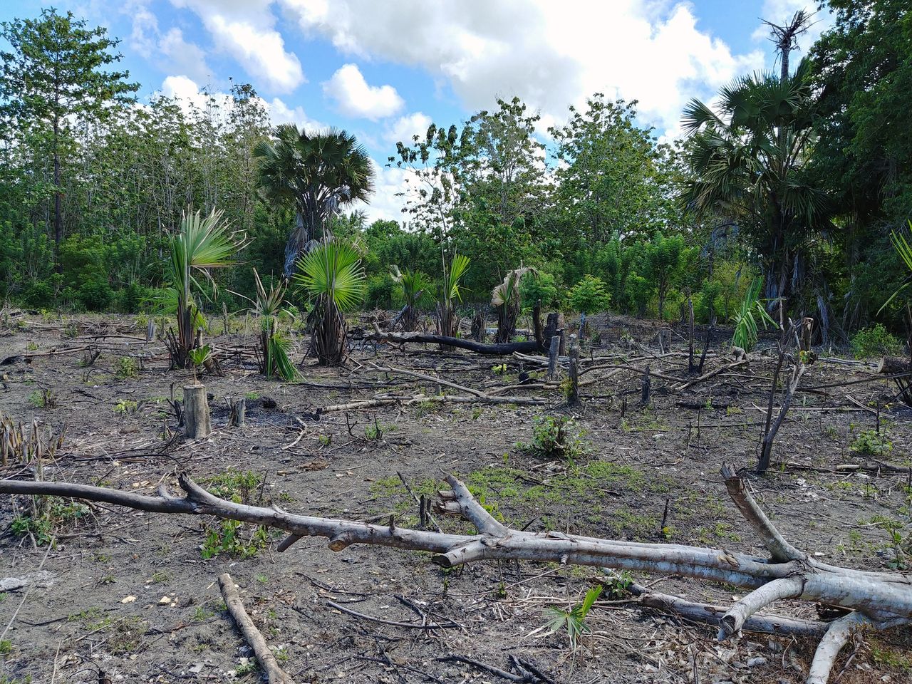 Las tropikalny zniszczony przez wycinkę drzew pod produkcję oleju palmowego. 