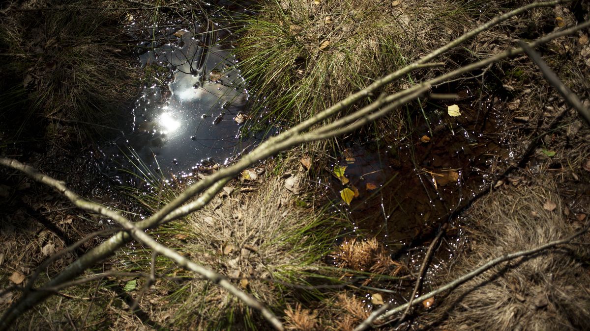 Mokradła walczą ze zmianami klimatu