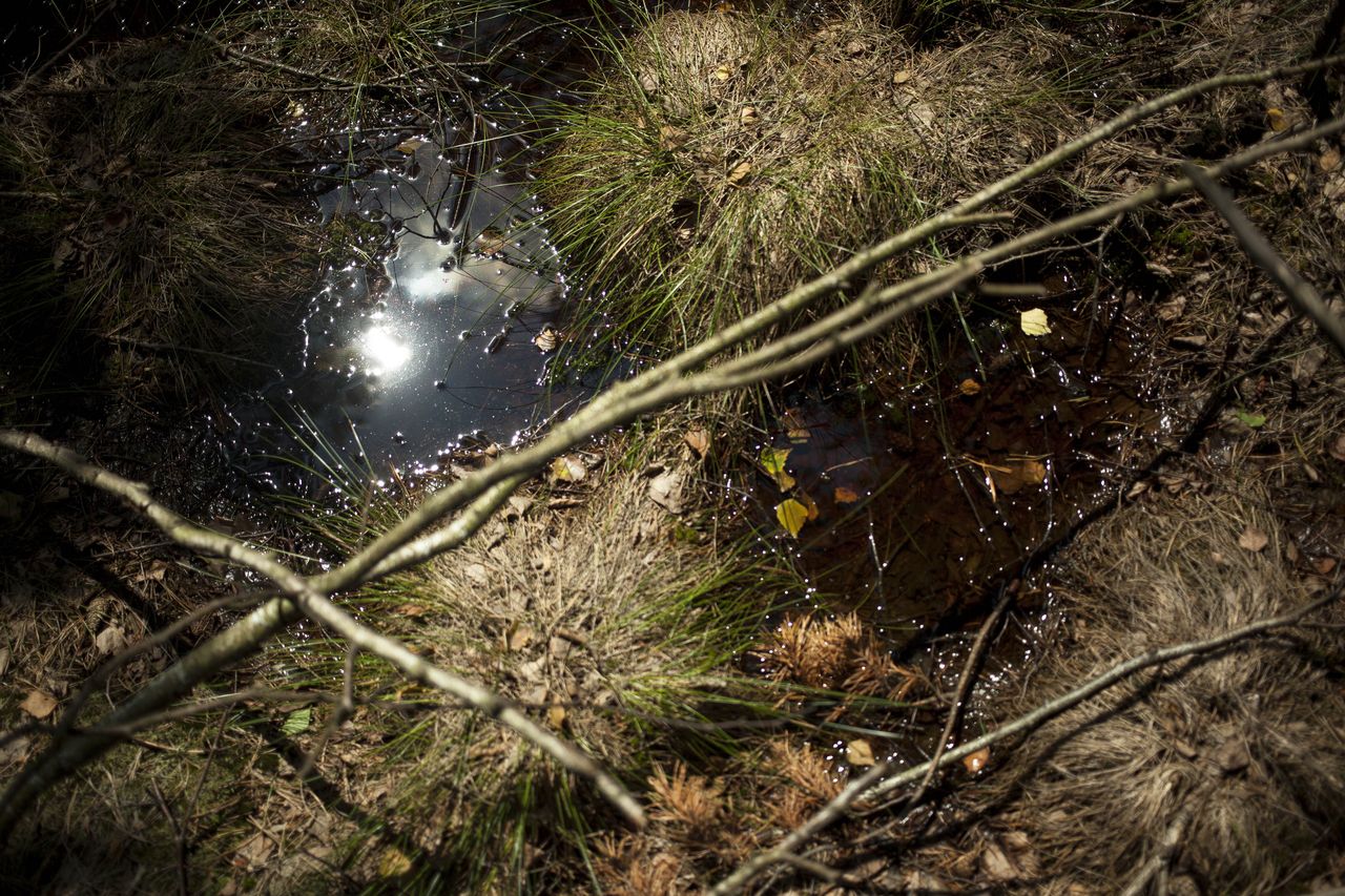 Pomagają klimatowi szybciej, niż sądzono. Wystarczy rok