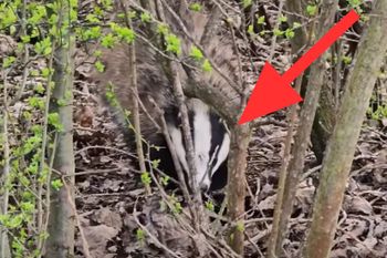 "Król nocy" uchwycony. Krył się w zaroślach. "Niezwykła uroda"