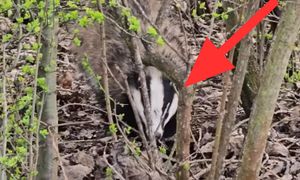 "Król nocy" uchwycony. Krył się w zaroślach. "Niezwykła uroda"