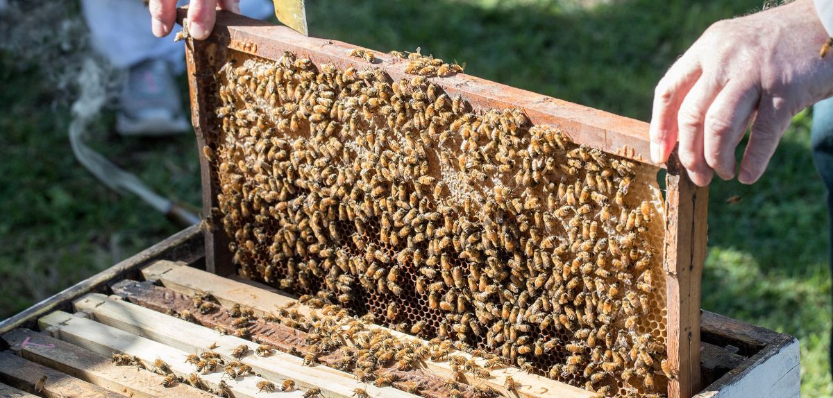 Duże pieniądze dla pszczelarzy 2025 — wkrótce ruszy nabór