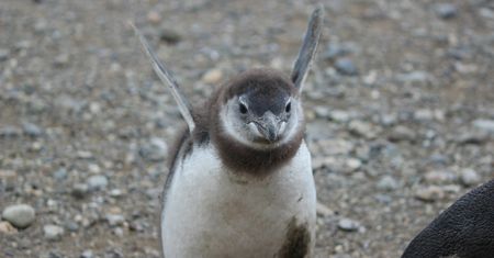 Linux 4.10: podkręcanie Nvidii, wirtualizacja GPU Intela i sprawniejszy zapis na USB