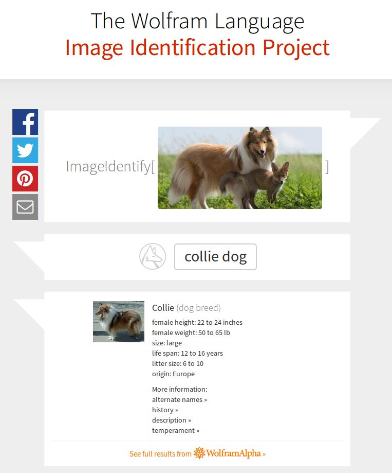 ... ale za to świetnie identyfikuje rasy psów