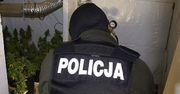Policjanci zlikwidowali plantację marihuany