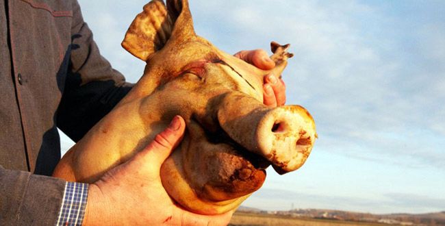 Dekapitacja - ile żyje ścięta głowa?