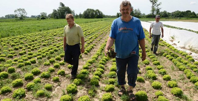 Spadły dochody rolników