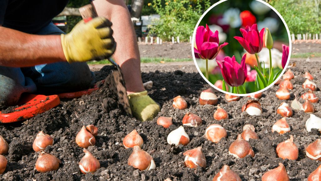 Kiedy sadzić tulipany?