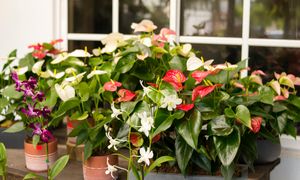 Były modne w PRL-u. 10 kwiatów doniczkowych, które znów są na topie