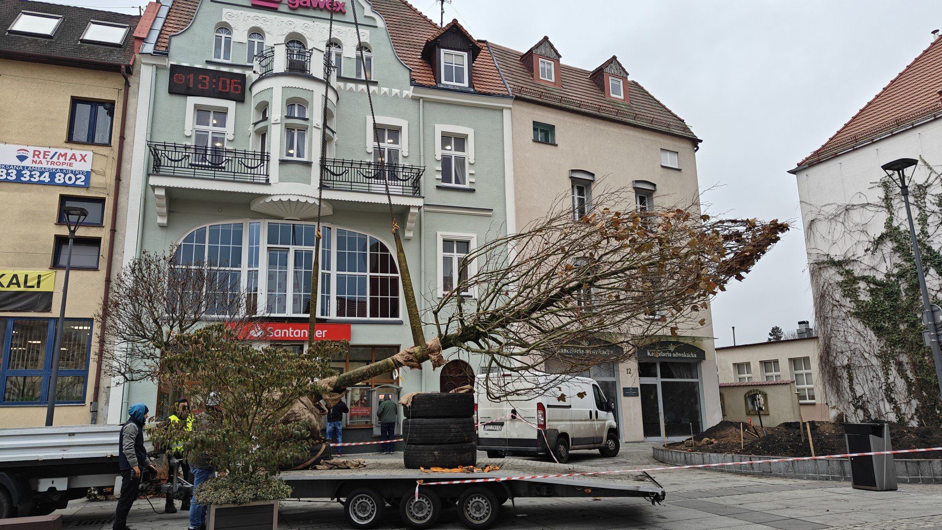 W miejsce wyciętej wierzby posadzono nowe drzewo