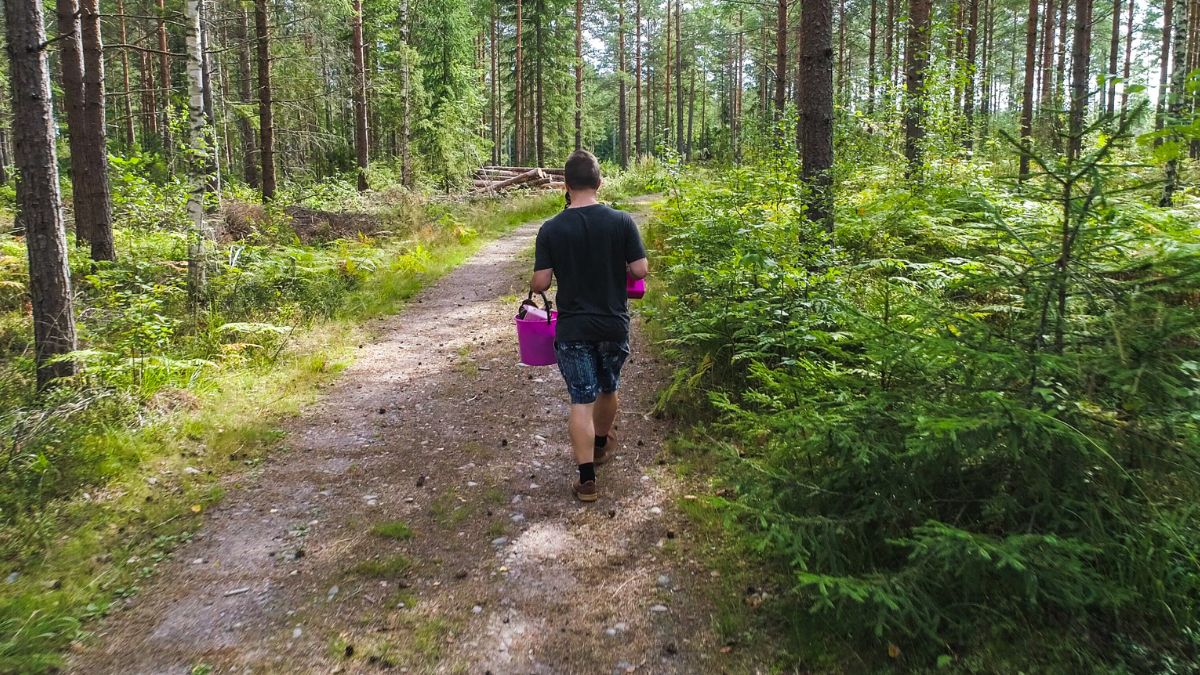 Wysyp grzybów w polskich lasach. Jakie okazy znajdziemy w czerwcu?