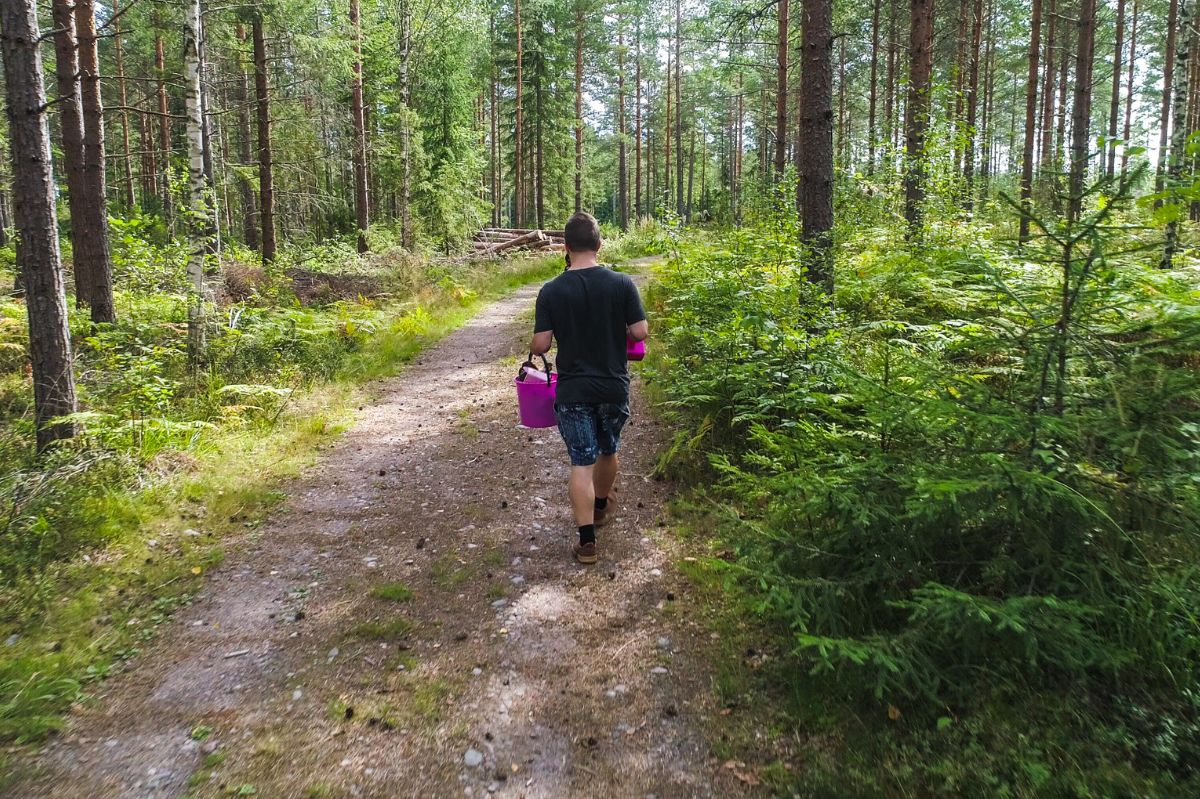 Po deszczach wysyp w lasach. Grzybiarze w niektórych regionach będą zachwyceni