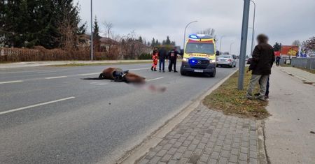 Koń nie przeżył. Kierowca skody ranny
