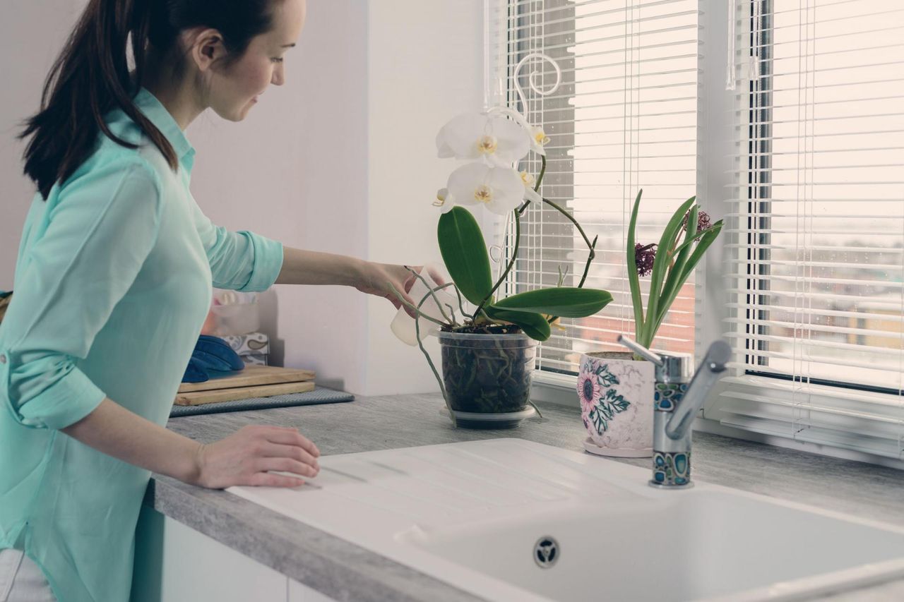 Błąd w pielęgnacji storczyków. Nagminnie popełniany podczas upałów